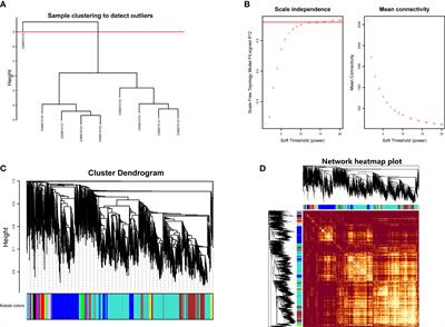 Revealing oxidative stress-related genes in osteoporosis and advanced structural biological study for novel natural material discovery regarding MAPKAPK2